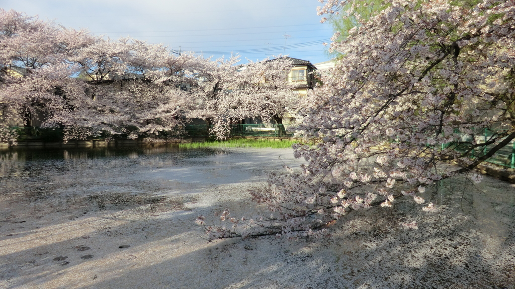埼玉県所沢市山口