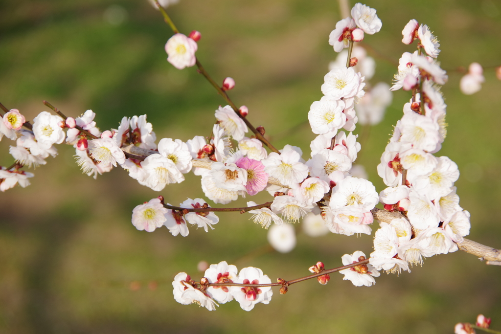 茨城県水戸市