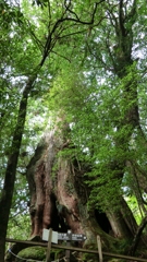 鹿児島県熊毛郡屋久島町