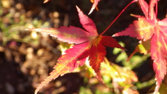 山梨県北都留郡小菅村