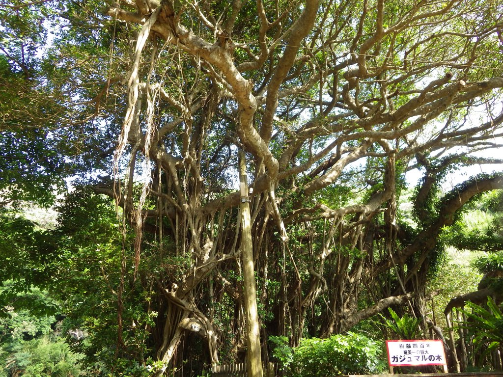 鹿児島県奄美市