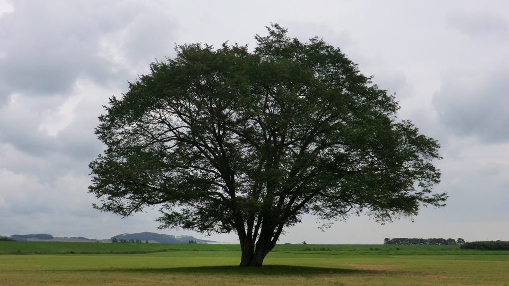 北海道中川郡豊頃町