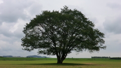 北海道中川郡豊頃町
