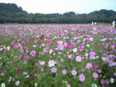 埼玉県日高市高麗本郷