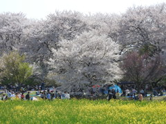 埼玉県幸手市