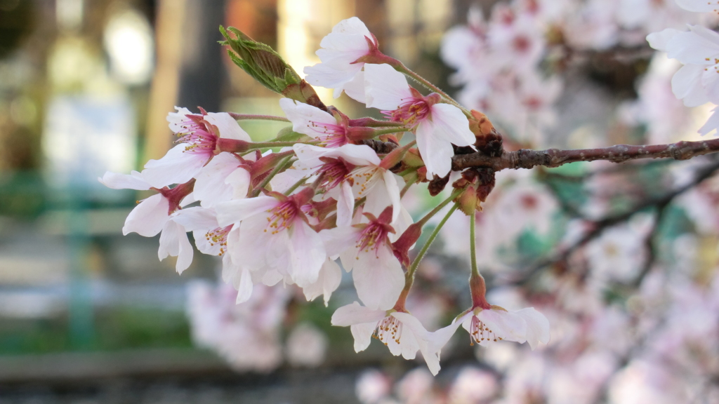 埼玉県所沢市山口