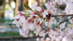 埼玉県所沢市山口