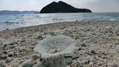 沖縄県島尻郡座間味村