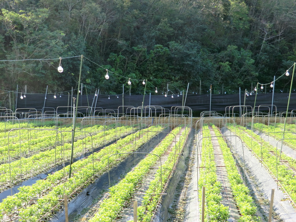 沖縄県国頭郡金武町