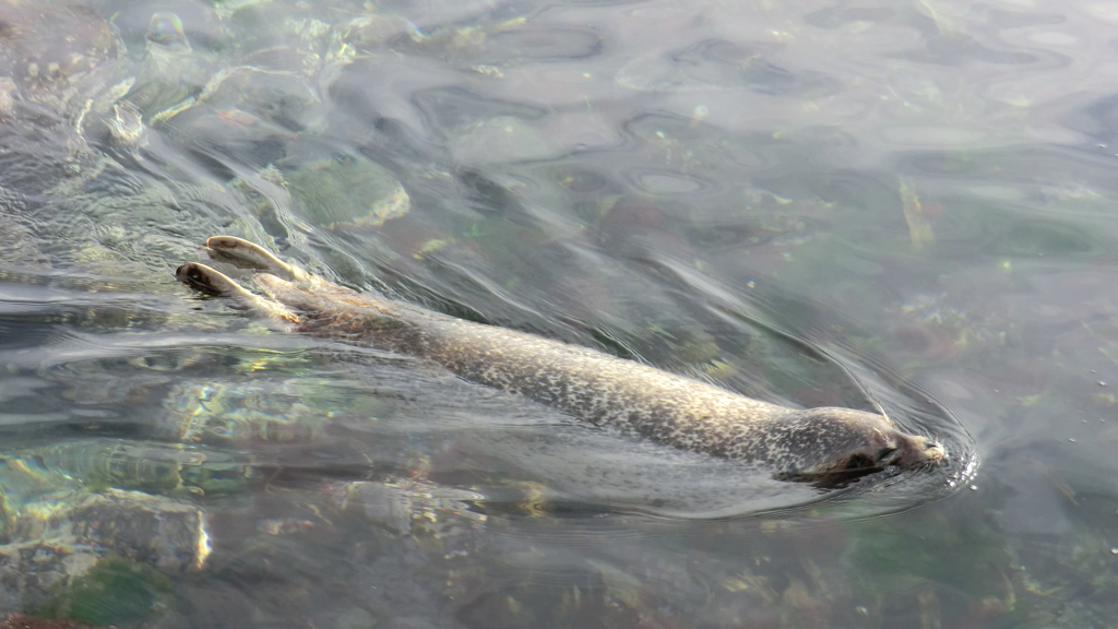  北海道利尻郡利尻町仙法志御崎