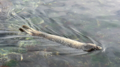  北海道利尻郡利尻町仙法志御崎