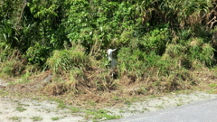 沖縄県島尻郡座間味村