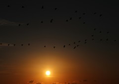 夕陽と渡り鳥