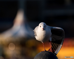 ユリカモメさん