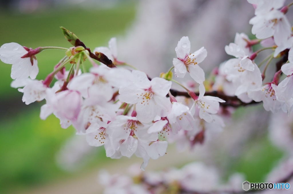 露桜 OR NOT 露桜