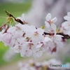 露桜 OR NOT 露桜