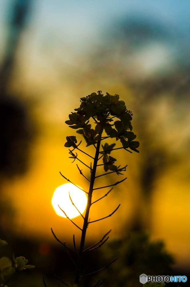 夕暮れの菜の花ですね、わかります