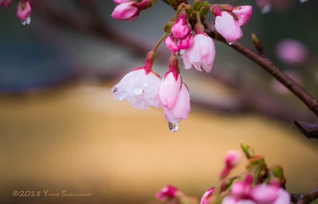 耐桜