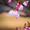 耐桜