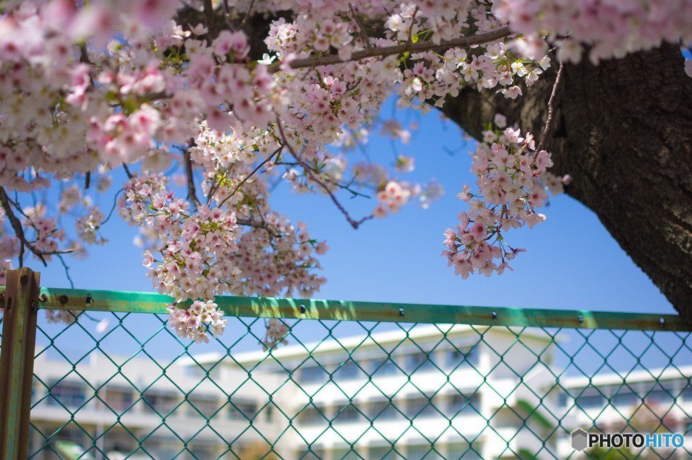 春だ！桜だ！入学祭り