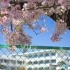 春だ！桜だ！入学祭り