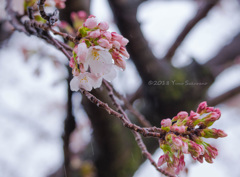 雨VS桜