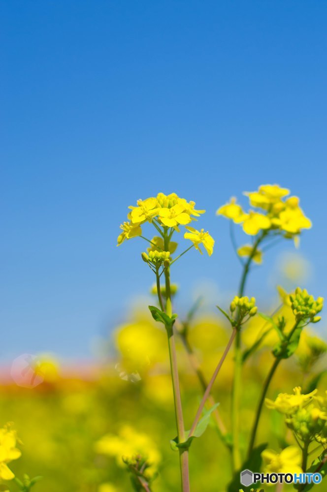 いつだって考えるのは菜の花2017のことばかり