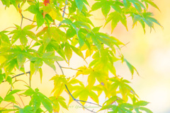 青紅葉のシルエット