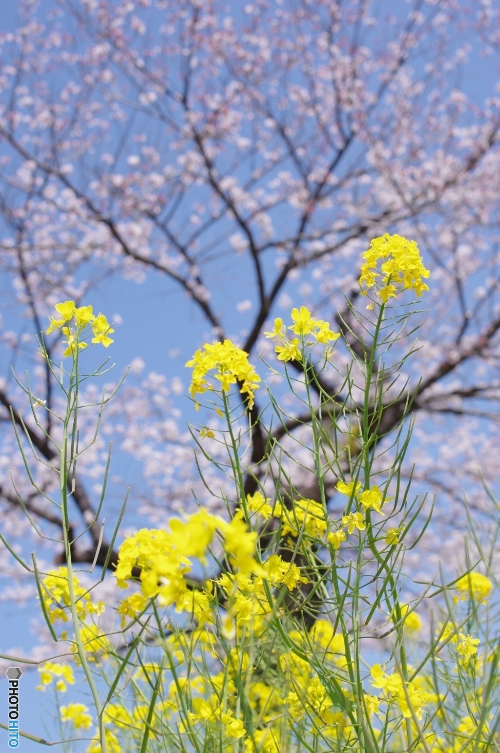 それでも僕は土手から見た菜の花と桜を選ぶ