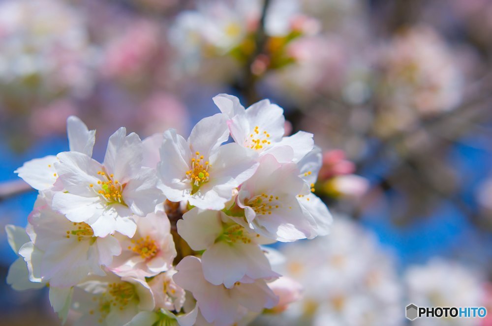  年刊「桜クローズアップ」