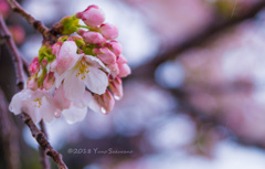 ゆとりの雨桜