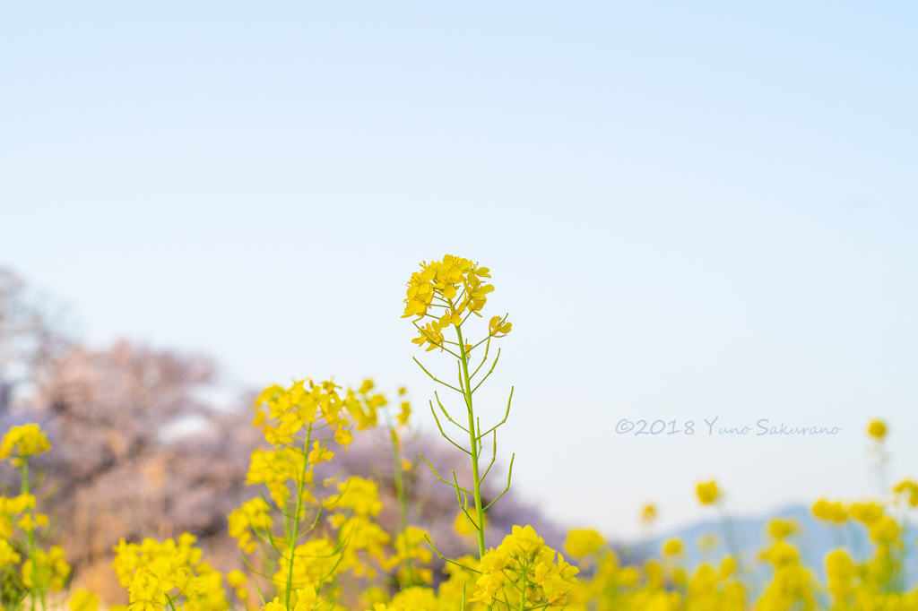 菜の花が主人公