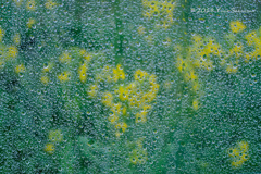 雨露フィルター