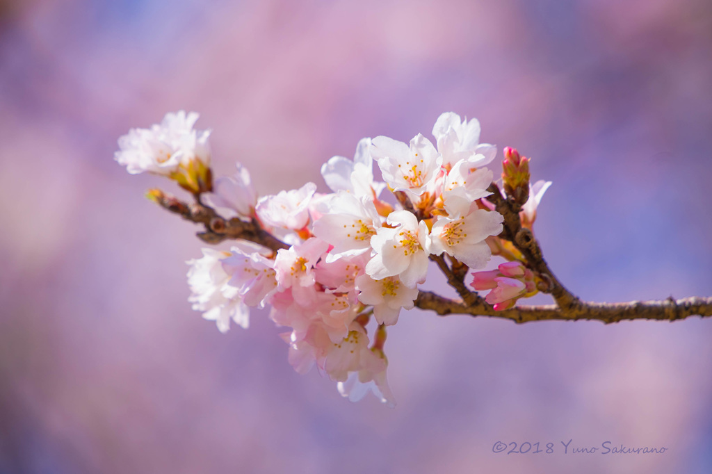 桜2018スタート