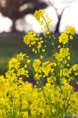 河原の菜の花はなぜ失敗したのか