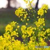 河原の菜の花はなぜ失敗したのか