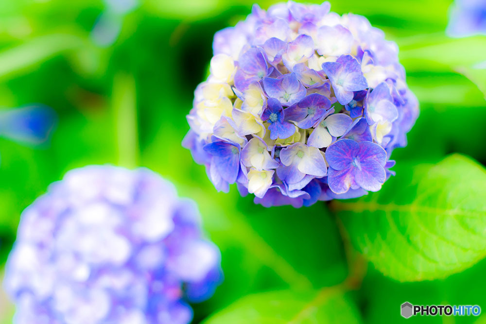 紫陽花がついに日本上陸
