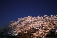 星と桜