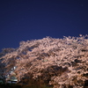 星と桜