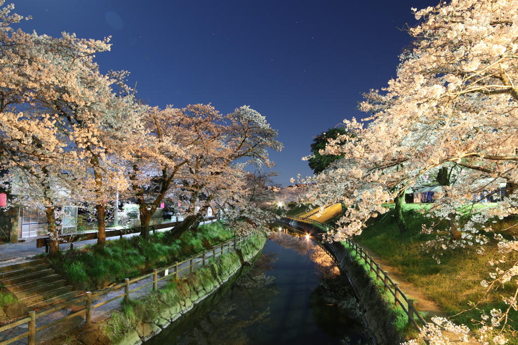 夜に桜を撮りました