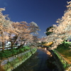 夜に桜を撮りました