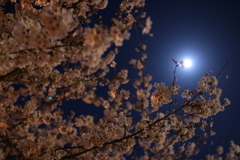桜の花から月の妖精さんが生まれた