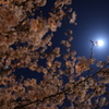 桜の花から月の妖精さんが生まれた