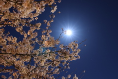 太陽のように輝く月の妖精さん