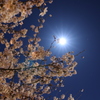 太陽のように輝く月の妖精さん