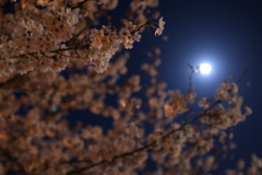 桜の花から、月の妖精さんが生まれた