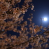 桜の花から、月の妖精さんが生まれた