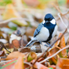 四十雀　　～落ち葉探検～