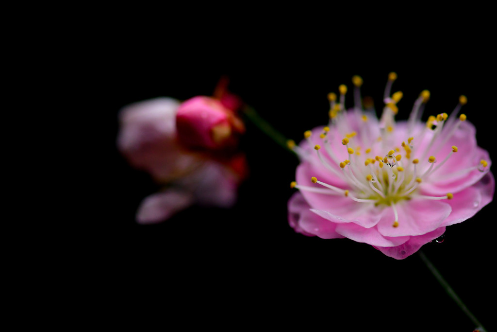 紅梅　～和花～