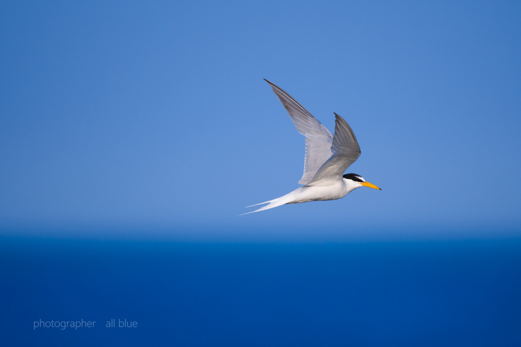 小鯵刺　～Horizontal lines and little tern～
